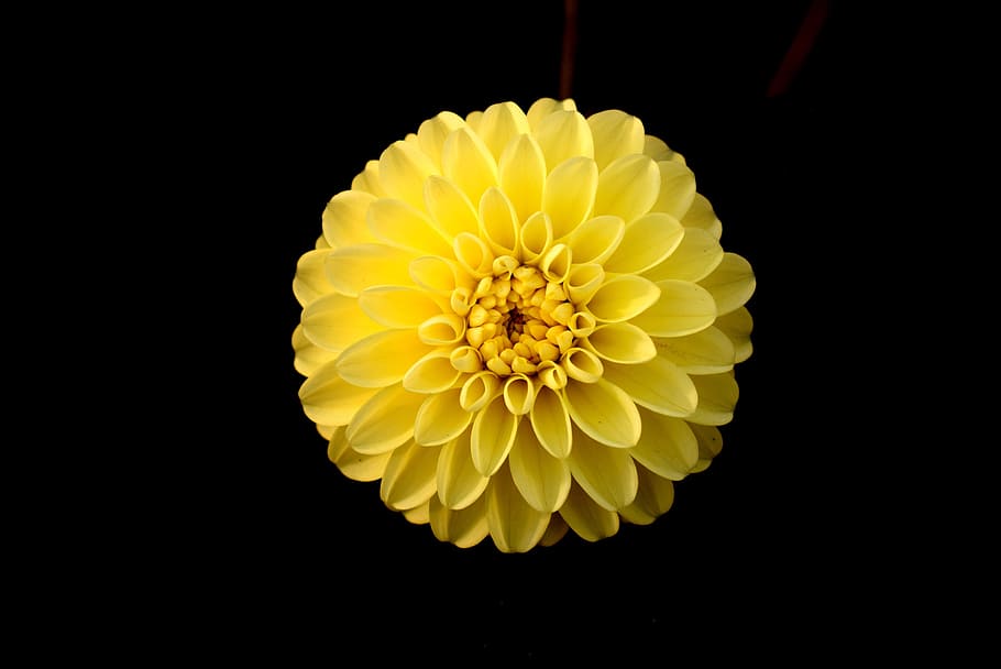 HD wallpaper: flower, yellow, dahlia, black background, single, flower head  | Wallpaper Flare