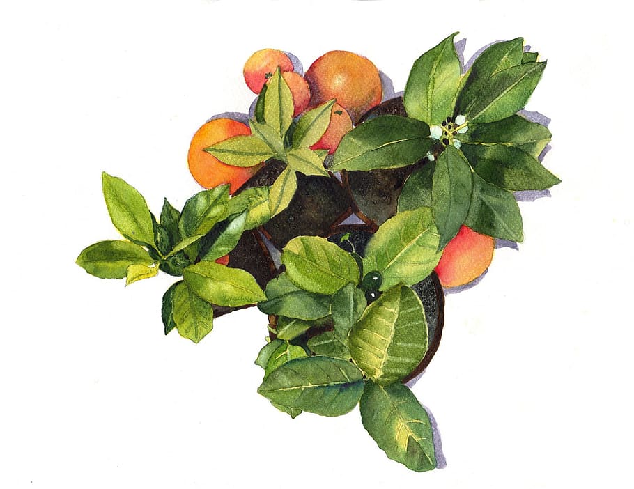 orange and green fruit and plant illustration, oranges, plants HD wallpaper