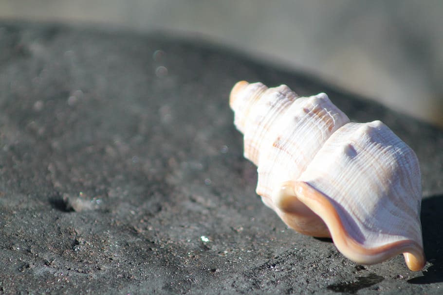 sea shell, ocean, close-up, animal shell, animal wildlife, no people HD wallpaper
