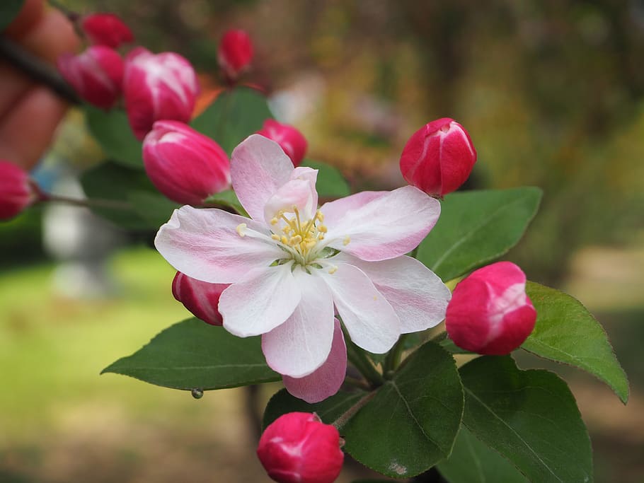 begonia flower, spring, campus, flowering plant, beauty in nature HD wallpaper