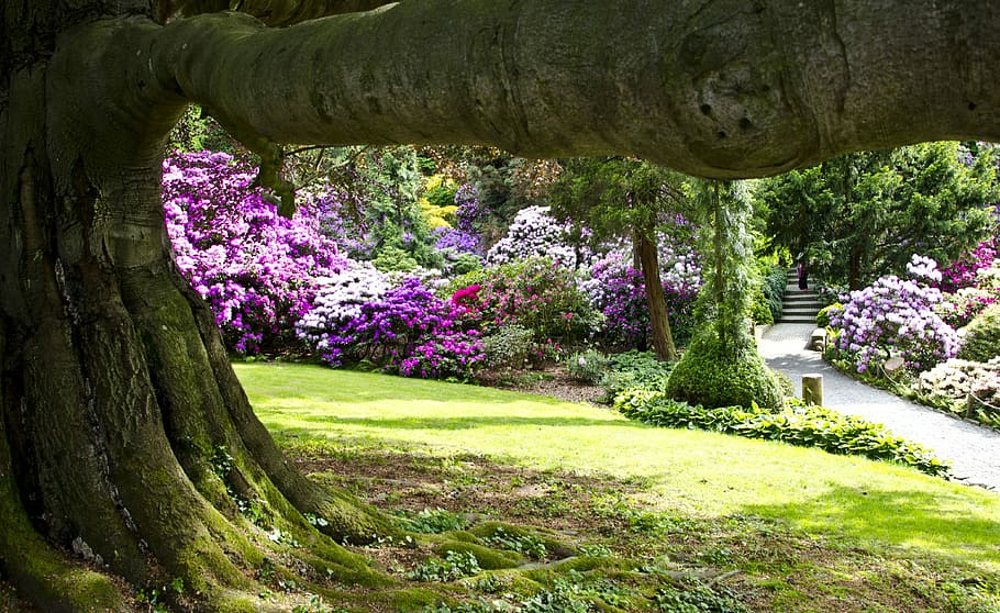Plants, Spring, Nature, Flowers, Poland, tree, day, growth HD wallpaper