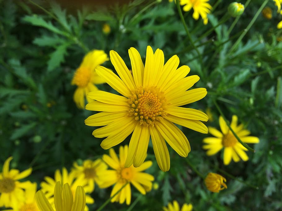 flowers, garden, petals, blur, blooming, bright, buds, close -up HD wallpaper