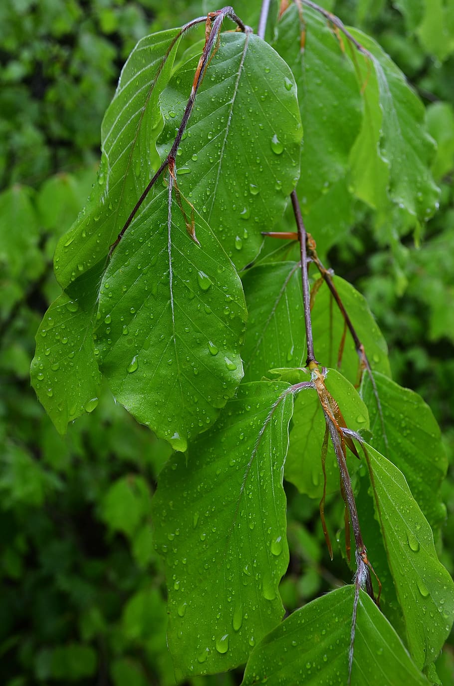foliage, tree, forest, nature, sprig, closeup, plant, green HD wallpaper