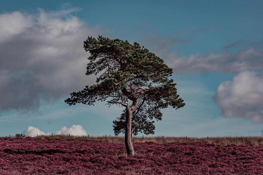 A Carpet of Heather, green leafed tree surrounded by purple plants HD wallpaper