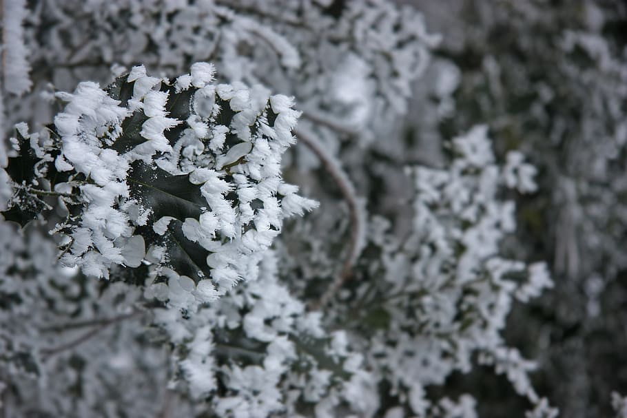 winter, ripe, eiskristalle, ice, snow, holly, background, mourning HD wallpaper