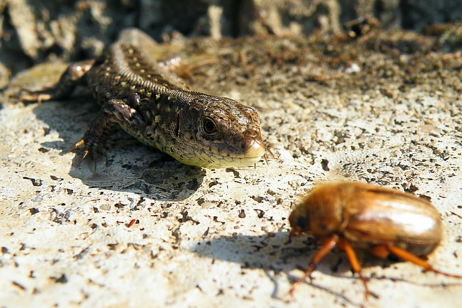 lizard, sand lizard, maikäfer, chafer, reptile, nature, summer HD wallpaper