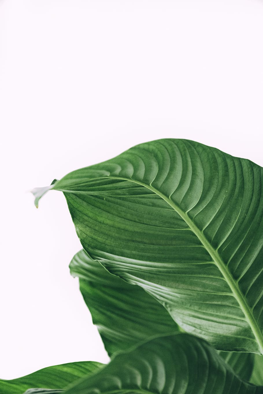 green leafed plant, close-up photo of green leafed plant, white HD wallpaper