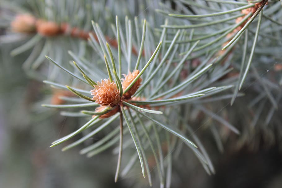 Macro, Spruce, Autumn, nature, close-up, plant, flower, needle - Plant Part HD wallpaper