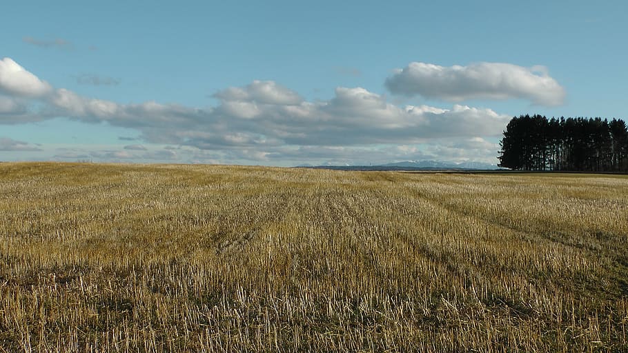 field, cornfield, clouds, nature, golden yellow, plant, sky HD wallpaper