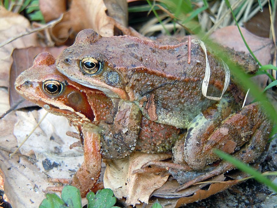 Male Frogs Change Color During Wild Reptilian Orgies