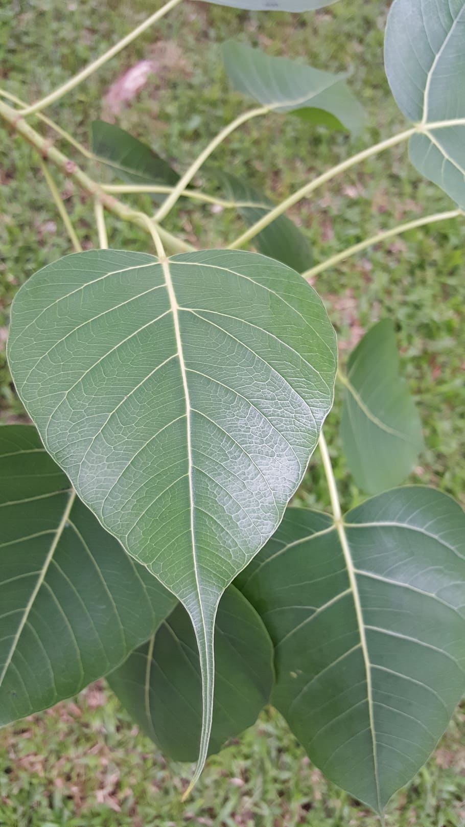 leaf, nature, flora, outdoors, tree, summer, food, beautiful HD wallpaper