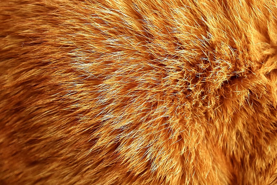 close-up photo of brown fur, cat fur, mackerel, red, tiger cat HD wallpaper