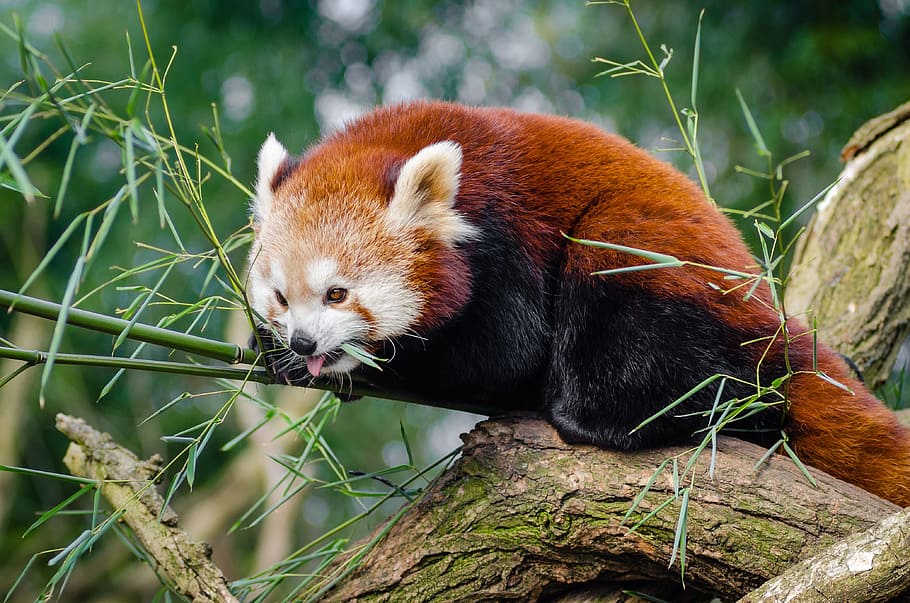 HD wallpaper: animal, cute, red panda, tree, wildlife, one animal ...