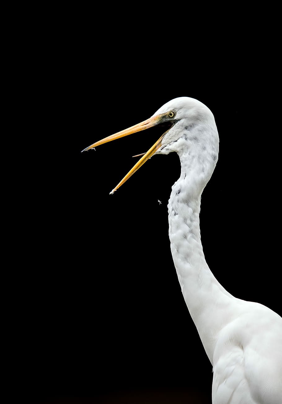 selective focus photography of swan, white bird with black background HD wallpaper