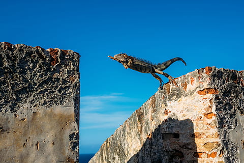 iguana about to jump on concrete wall, gray and black reptile jumping from rocks formation HD wallpaper