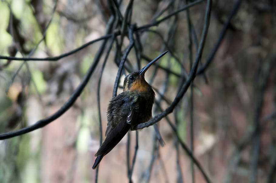 Bird, Hummingbird, Nature, wildlife, animal, beak, outdoors HD wallpaper