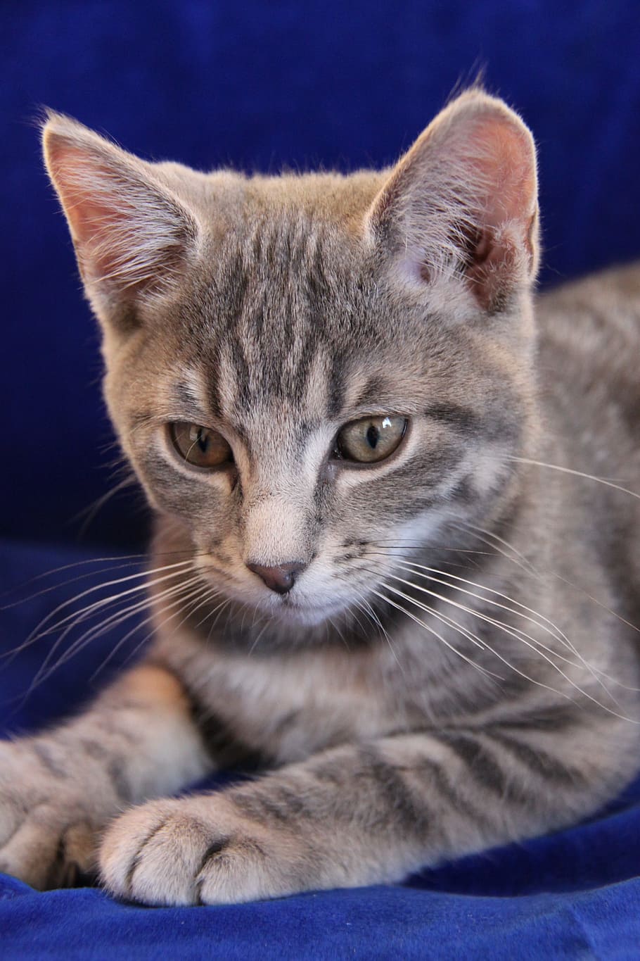 Cat, Kitten, Pets, Animals, Cats, striped cat, cute, cute cat HD wallpaper