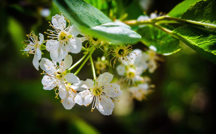 nature, flowers, trees, petals, bloom, blooming, blossom, blur HD wallpaper