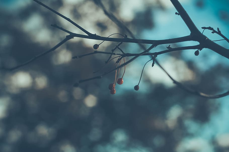 selective focus photo of round brown fruit, nature, winter HD wallpaper