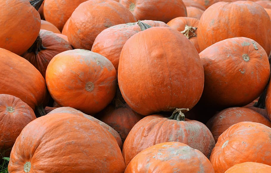 pumpkin, fruit, orange, autumn, cucurbita maxima, choose, large HD wallpaper