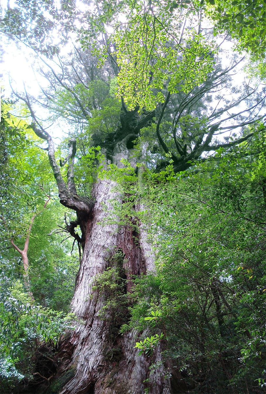 Tree, Leaves, Green, trees, nature, forest, woodland, branch HD wallpaper
