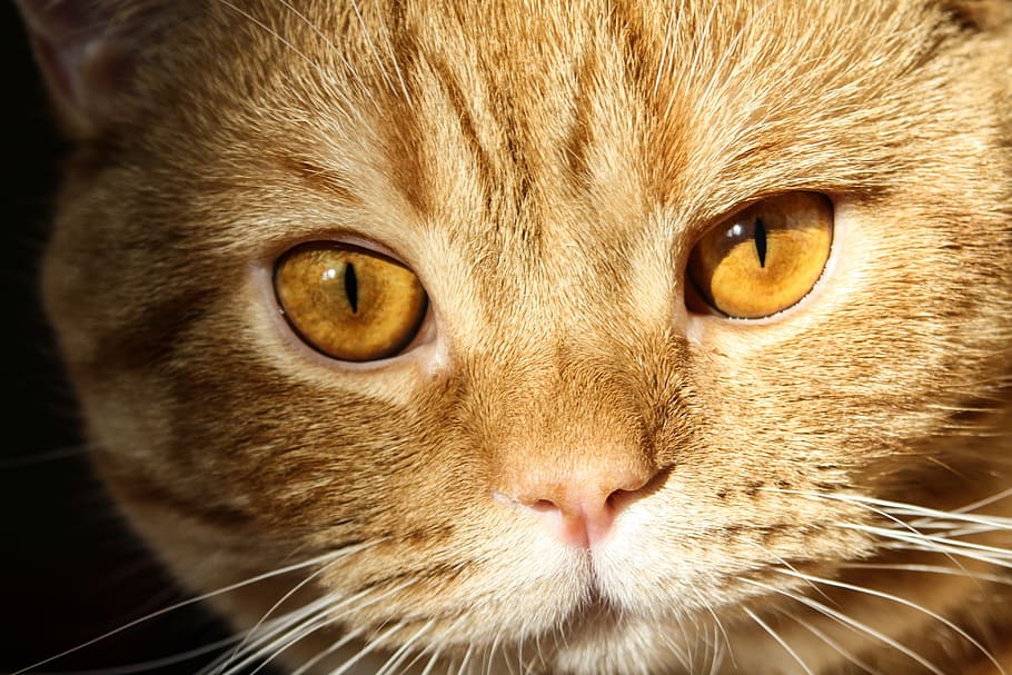 orange tabby cat, kitten, animals, pet, domestic cat, pets HD wallpaper