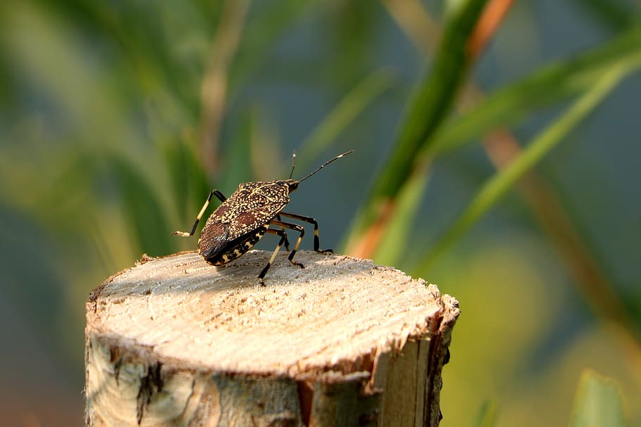 china, pet, beetle, animal wildlife, invertebrate, animals in the wild HD wallpaper