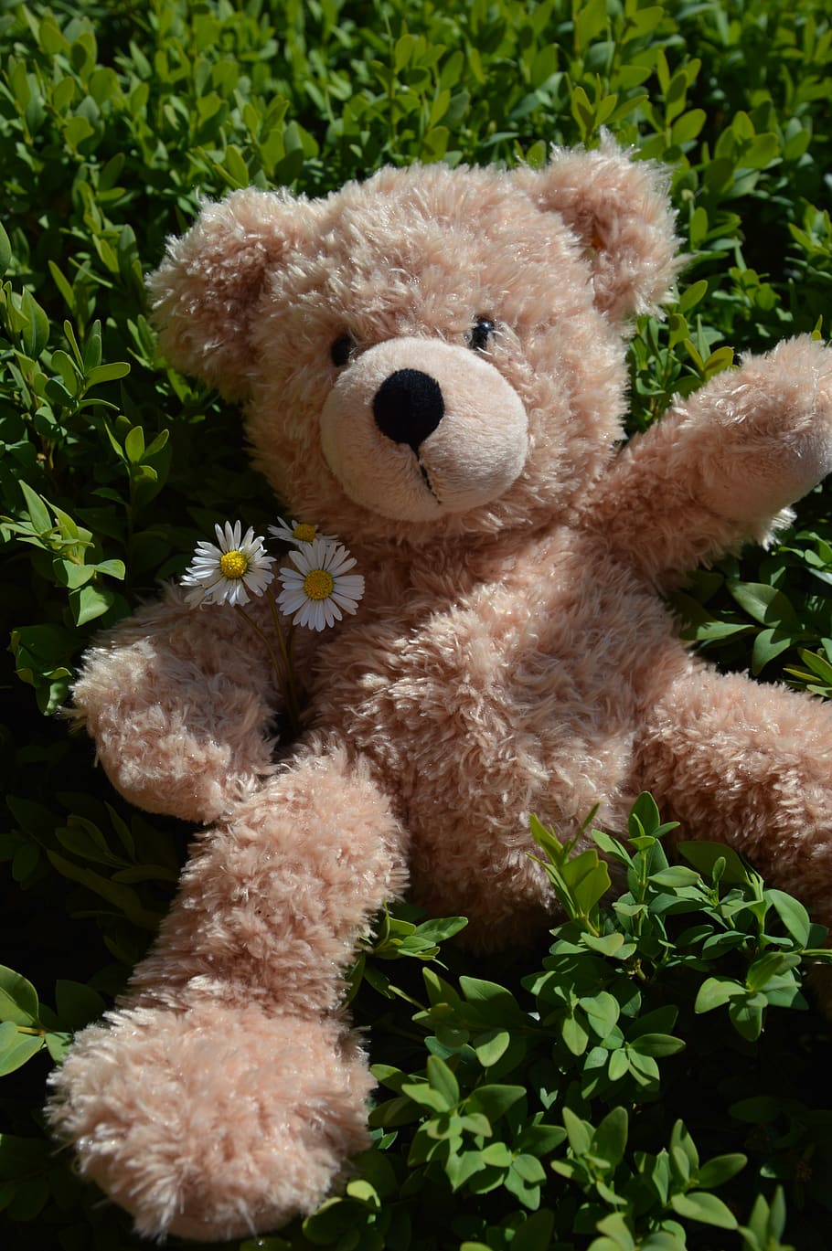 teddy, summer, soft toy, stuffed toy, teddy bear, animal representation HD wallpaper