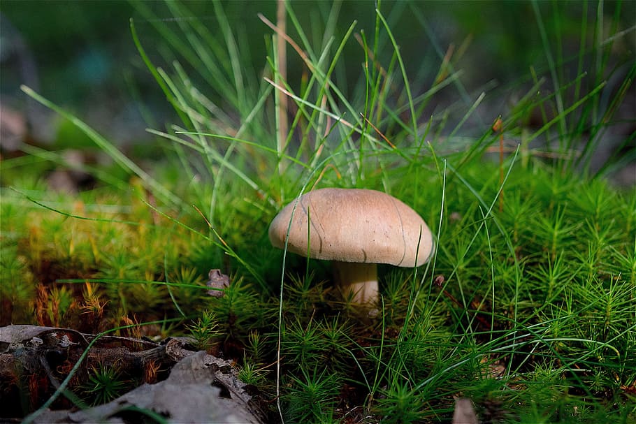 mushroom, grass, forest, floor, sunlight, red, nature, park HD wallpaper