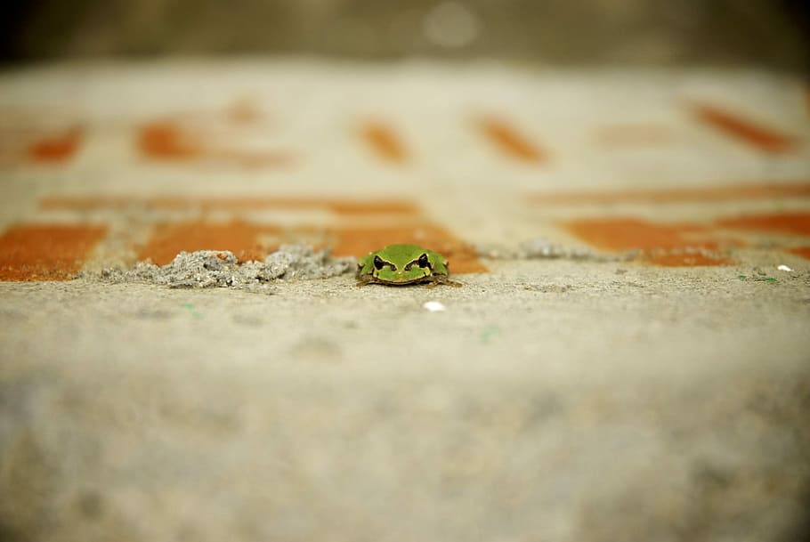 Summer, Tree, Tree Frogs, selective focus, no people, close-up HD wallpaper