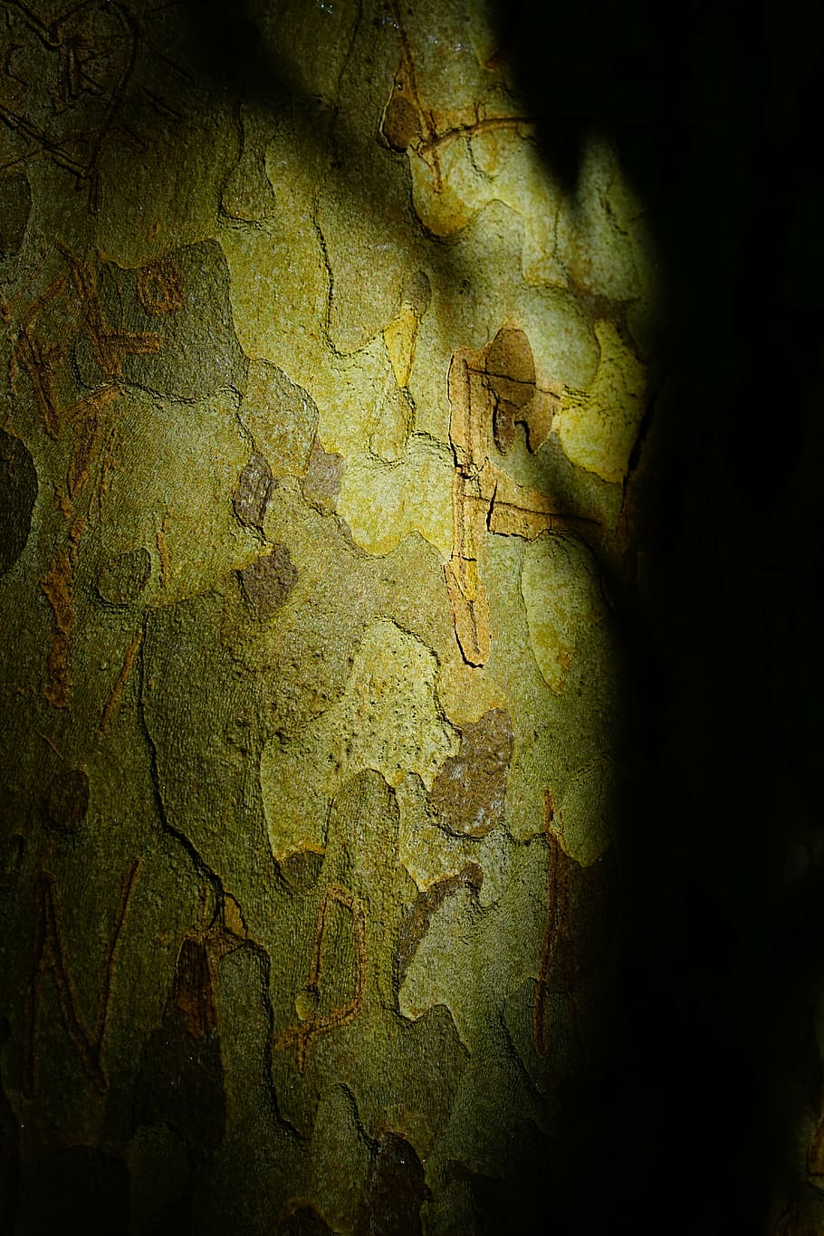 plane, bark, tree, tribe, shadow play, light and shadow, nature HD wallpaper