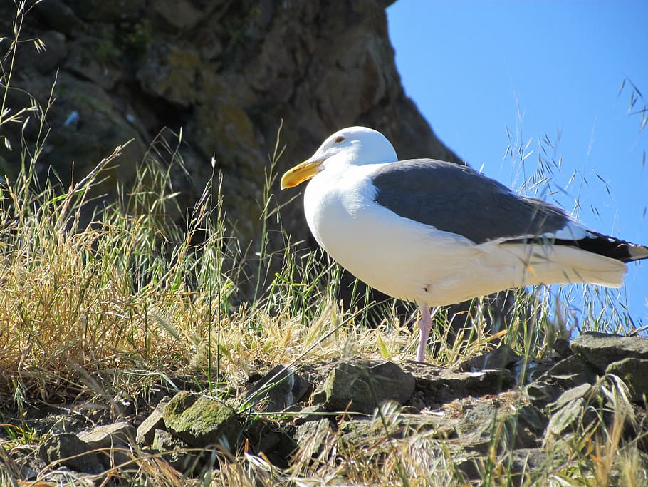 seagull, rocks, nature, bird, coast, animal, wildlife, white HD wallpaper