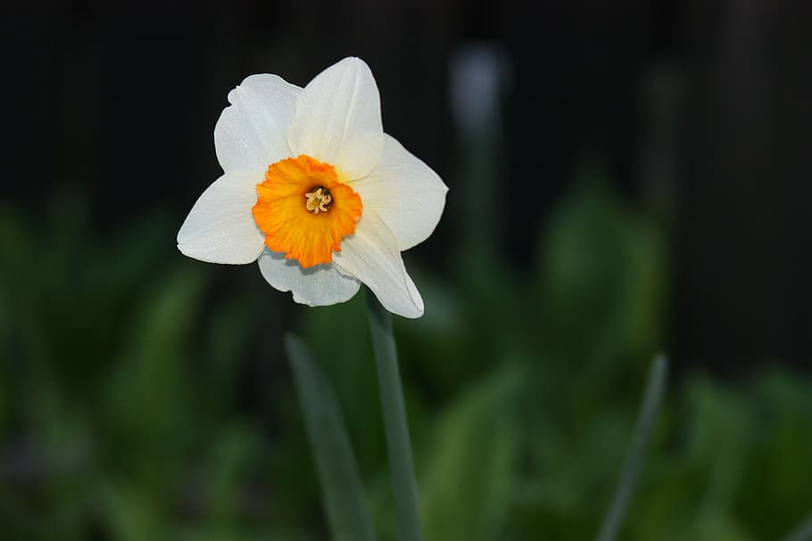 daffodil, flower, yellow, spring, nature, plant, petal, springtime HD wallpaper