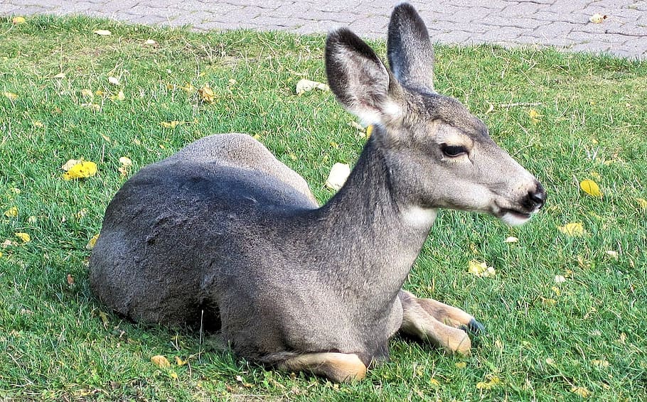 young deer, alberta, canada, mountain deer, grass, plant, field HD wallpaper