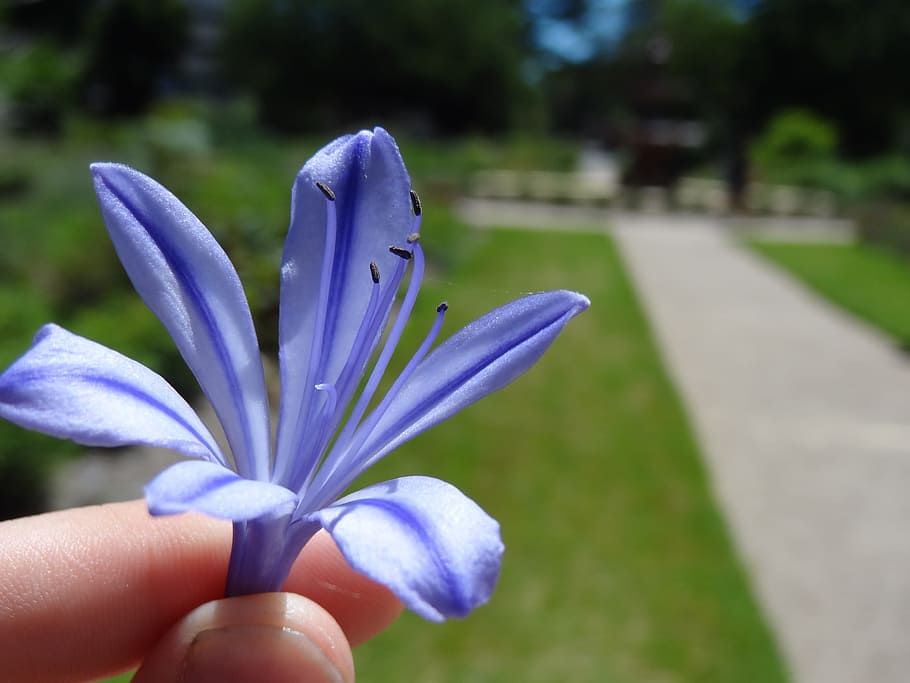 flower, blue, macro, close, nature, blossom, bloom, sky, large HD wallpaper