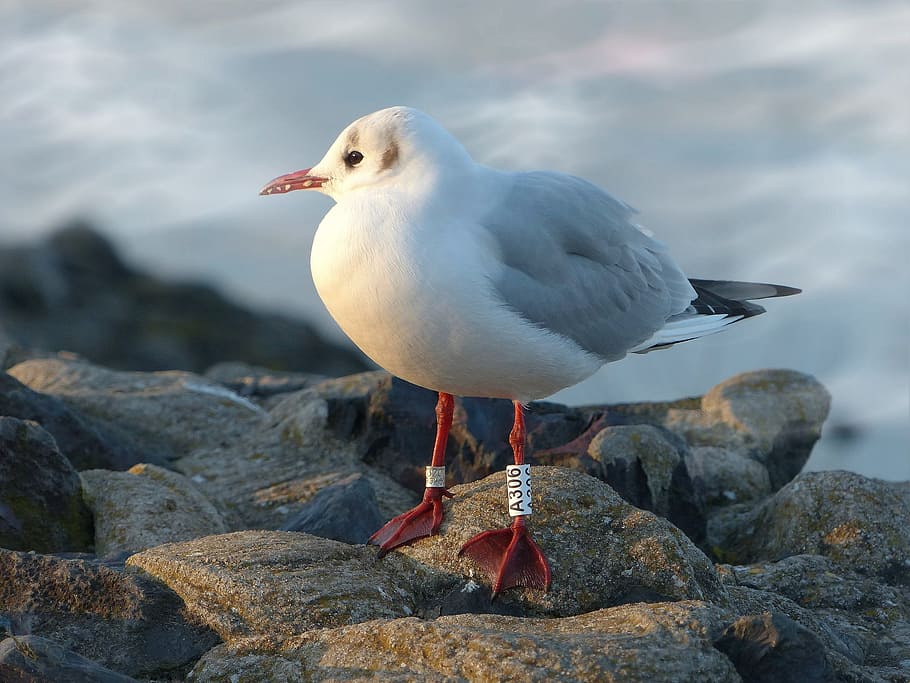 Seagull, Stone, Evening Sun, seevogel, close, one animal, bird HD wallpaper