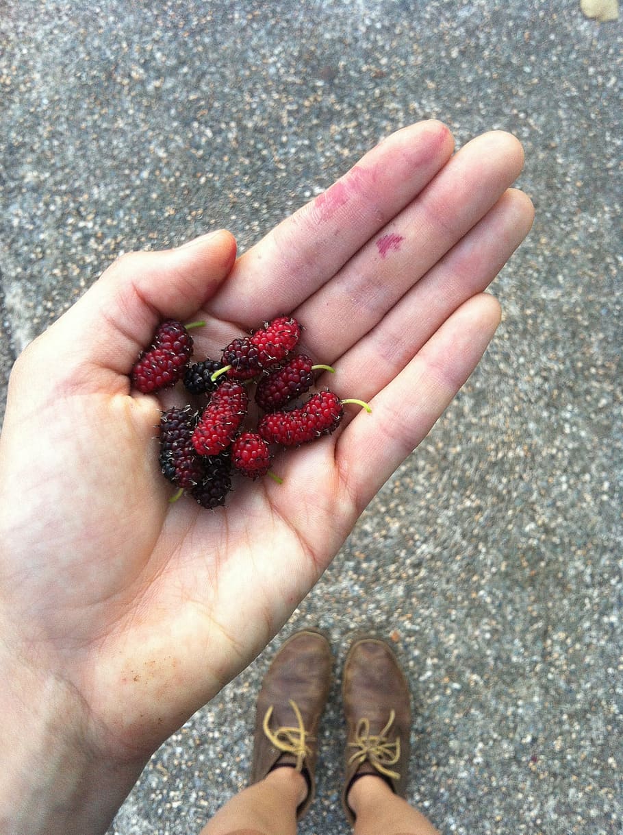 hand, fruit, mulberry, human body part, one person, human hand HD wallpaper