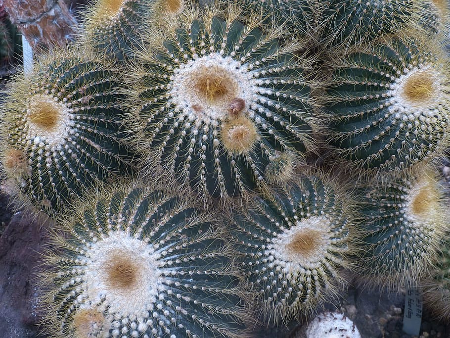 cactus, plant, prickly, nature, close, desert, spur, green HD wallpaper
