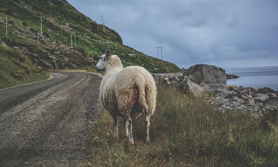 sheep beside road, animal, coast, grass, mountain, ocean, rocks HD wallpaper