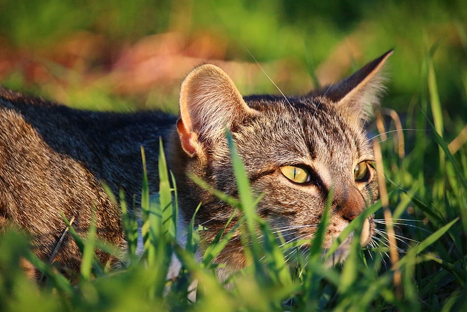 brown tabby cat on green grasses, kitten, mieze, tiger cat HD wallpaper