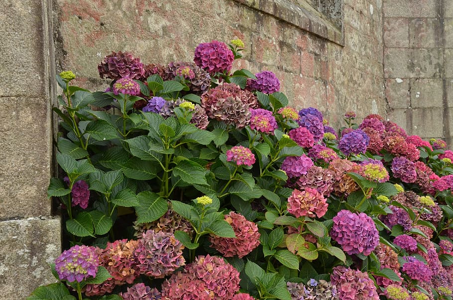 Wall, Hydrangea, Plant, Pink, Flora, flower, pink color, purple HD wallpaper