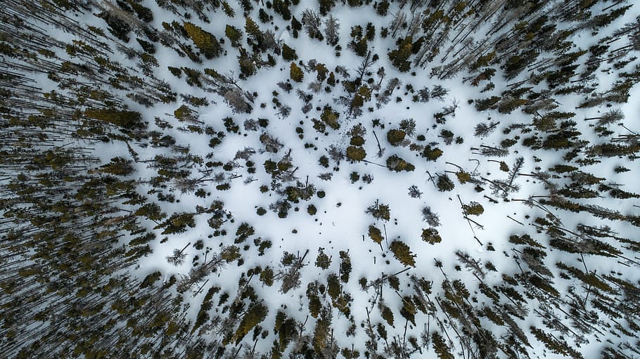 aerial view photography of pine trees on snow field, aerial photography of snow-covered forest, HD wallpaper