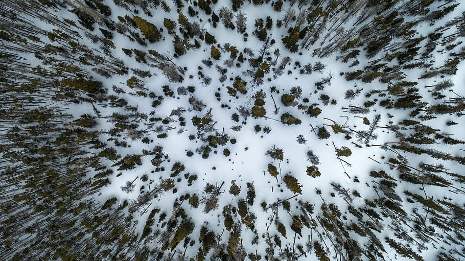 aerial view photography of pine trees on snow field, aerial photography of snow-covered forest HD wallpaper