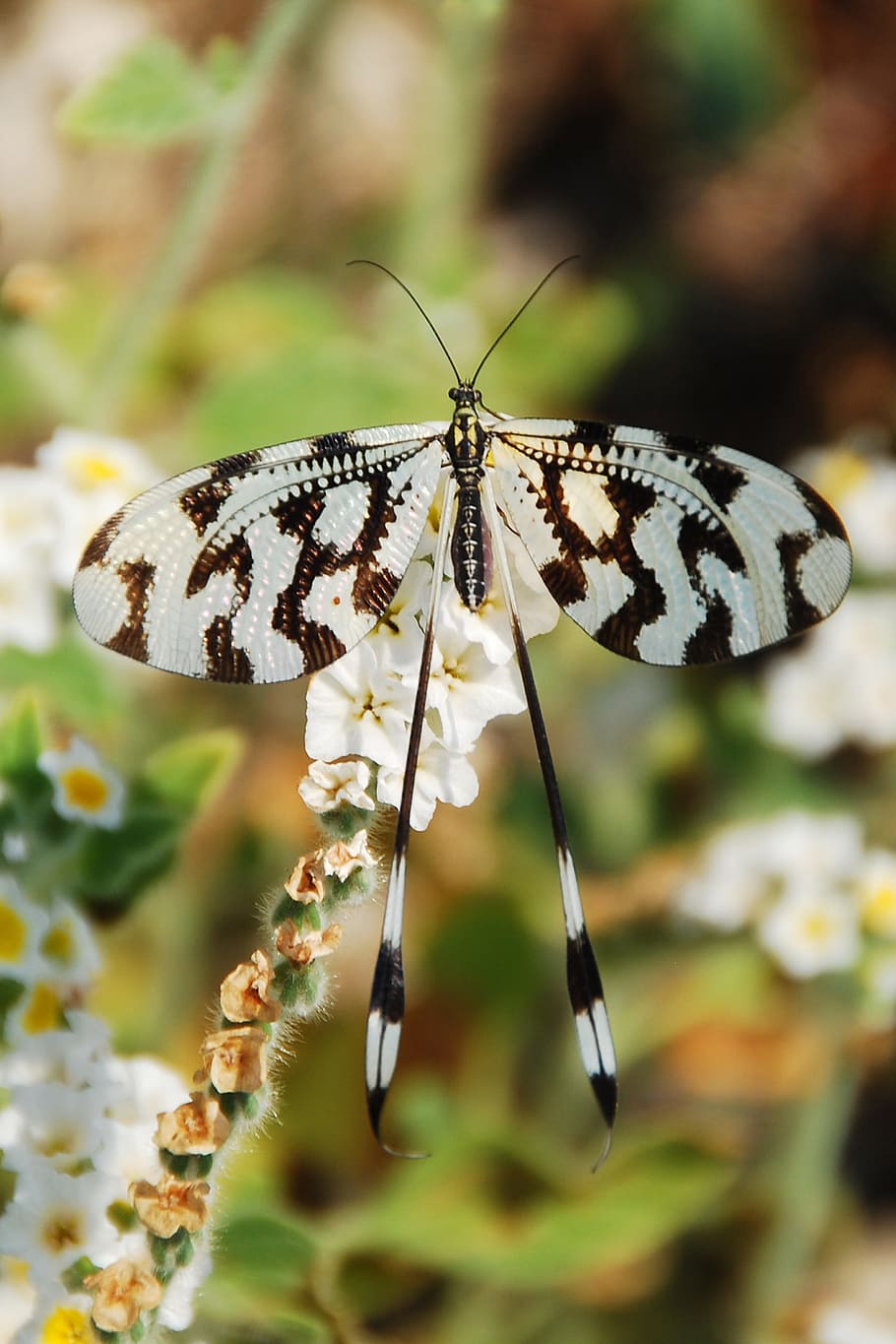 selective-focus photography of white and black butterfly, insect HD wallpaper