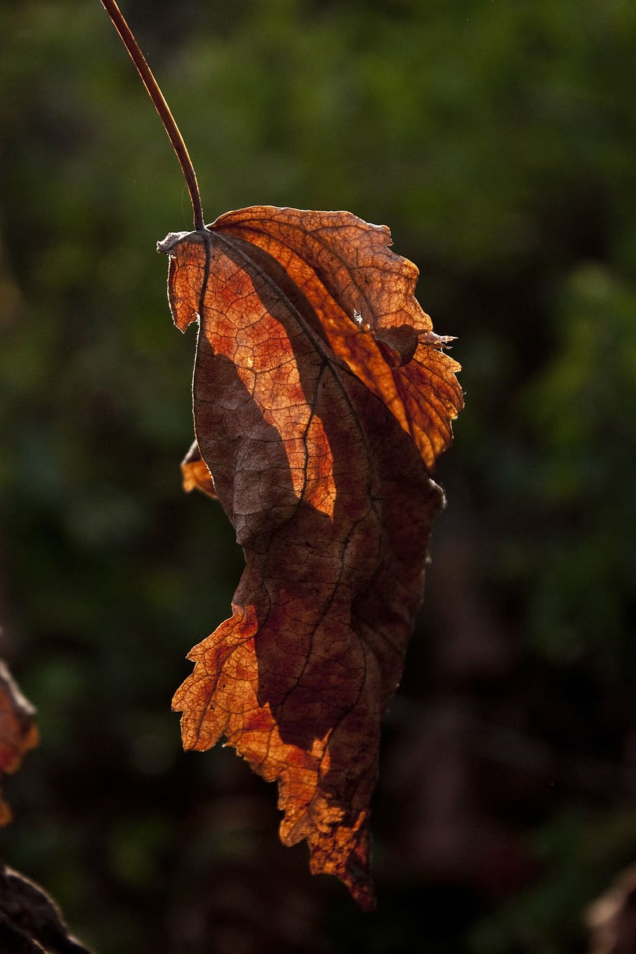 light, leaves, reverse light, plant, branch, plant part, leaf HD wallpaper