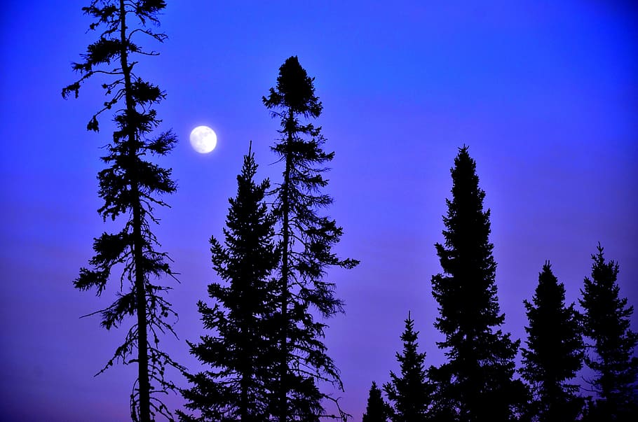 moon, trees, sky, blue, contrast, nature, plant, coniferous tree HD wallpaper