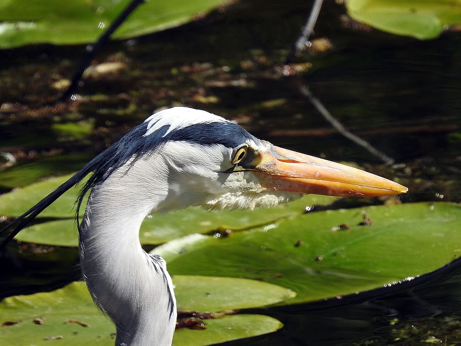 Fish, Eater, Grey Heron, Eastern, fish eater, intervention HD wallpaper
