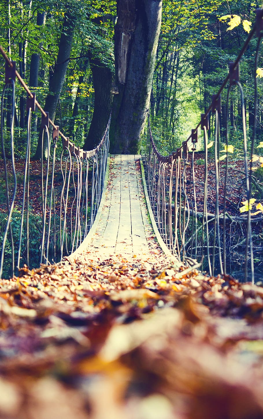 autumn, leaves, bridge, tree, plant, forest, nature, land, trunk HD wallpaper