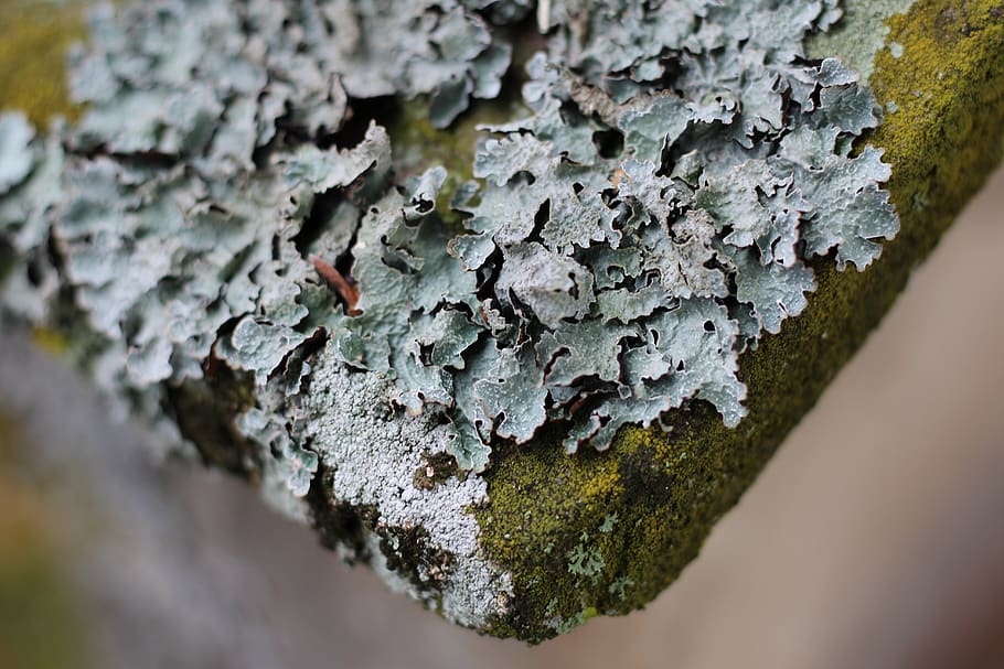 lichen, moss, stone, selective focus, close-up, textured, tree trunk HD wallpaper