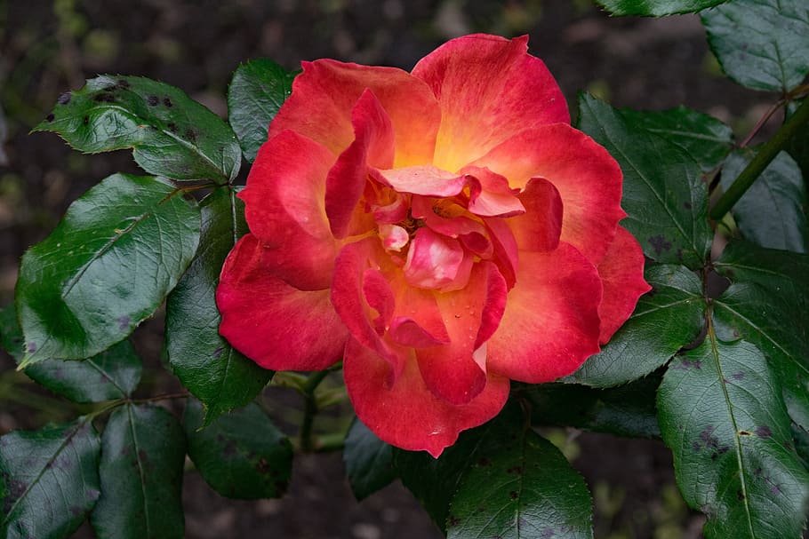 Breeding, Junction, A1, Piccadilly, rose, flowers, red, yellow HD wallpaper